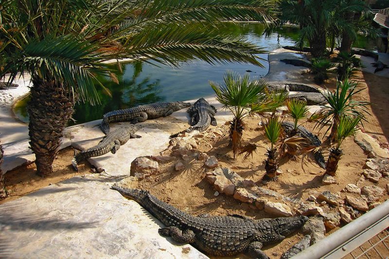 The crocodile farm